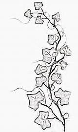 Ivy Tattoo Vine Vines Tattoos Drawing Flowers Leaf Outline Simple Thin Small Leaves Draw Wall Wrap Around Women Guys Getdrawings sketch template