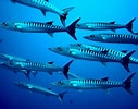 Risultato immagine per Barracuda Sudato. Dimensioni: 127 x 100. Fonte: ourmarinespecies.com