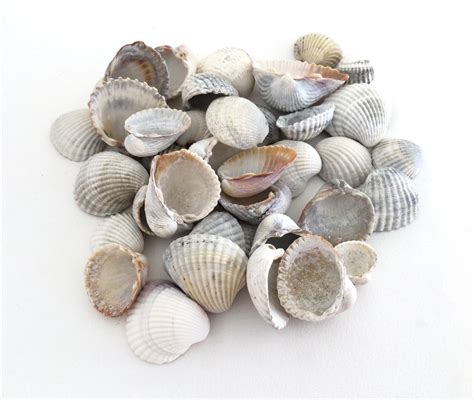 grijze kokkel schelpen gemengd formaat shell lot   etsy