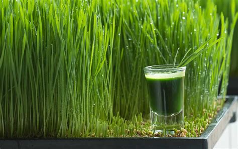 martins wellness connection blog wheatgrass benefits nutrition