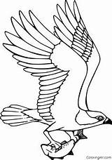 Coloring Pages Bird Osprey sketch template