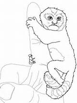 Marmoset Pygmy Baby Clipart Coloring Pages Drawings Pigmy sketch template
