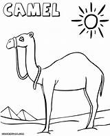 Camel Coloring Pages Colorings Print Camel1 sketch template
