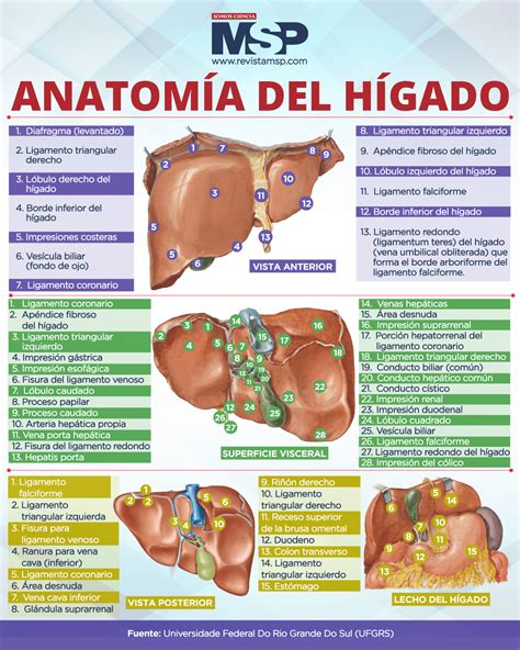 anatomia del higado infografia