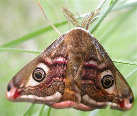 emperor moth emperor moth saturnia pavonia emperor moth moth