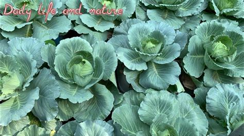grow cabbage  container growing cabbage  pot growing