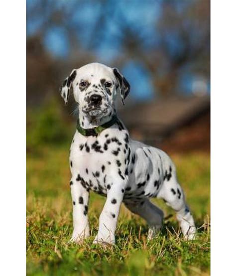 cute dalmatian puppy dog journal buy   cute dalmatian
