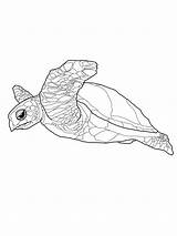 Turtle Coloring Pages Sea Printable Kids Realistic Drawing Color Turtles Print Leatherback Getdrawings Getcolorings Bestcoloringpagesforkids Choose Board Animal sketch template