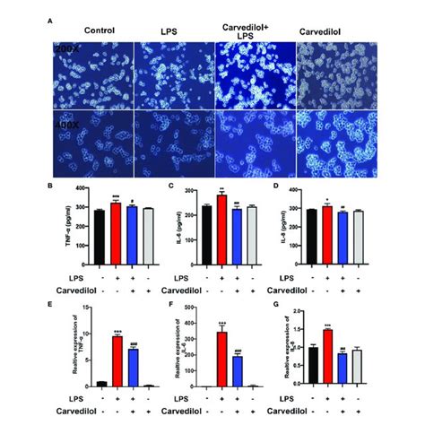 Carvedilol Alleviates The Inflammation In Raw 264 7 Cells Induced By