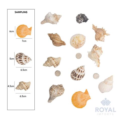 sea shells beach assorted large  lb royal imports