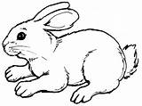 Coloring Pages Bunny Real Rabbit Realistic Baby Printable Cute Print sketch template