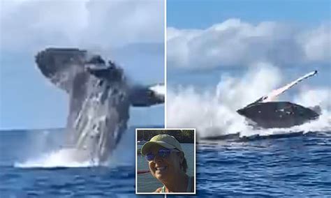 stand up paddle boarders scream with delight as three humpback whales