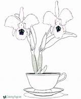 Coloring Orchid Pages Flower Printable Popular Orchids Getcolorings Getdrawings Cup sketch template