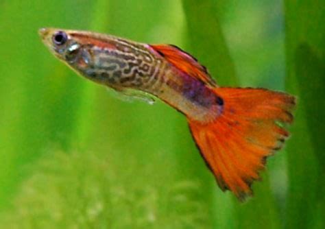 guppies  menopause  technology science science