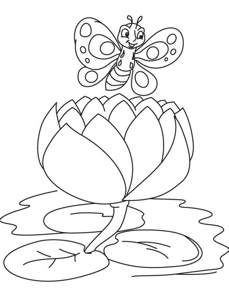 butterfly   big water lily coloring page   butterfly