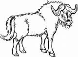 Buffalo Pages Yaks Coloriages sketch template