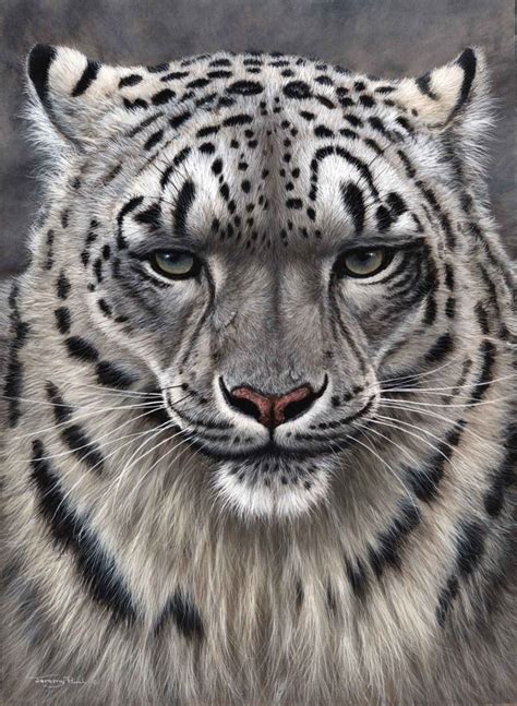 jp81 intense siberian tiger jeremy paul wildlife artist