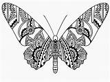 Zentangle Henna Butterfly Butterflies Burns Brendan Labels sketch template