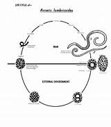 Ascaris Lumbricoides Cycle Life Roundworm Diagram Nematode Stages Intestinal Phil Depicts Various Publicdomains Public Library Health Worms Domain Wikidoc Resolution sketch template