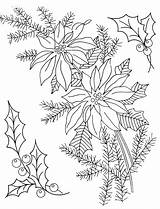 Poinsettia Embroidery Christmas Coloring Patterns Line Vintage Transfers Drawing Hand Pages Holly Printable Pointsettia Pattern Designs Pretty Drawings Floral Machine sketch template