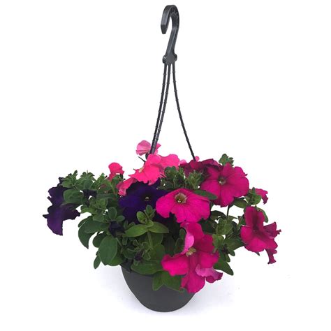 mm assorted hanging basket bunnings warehouse