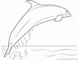 River Amazon Coloring Dolphin Pages Coloringpages101 sketch template