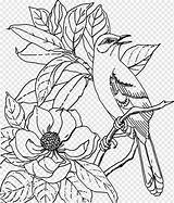 Pngwing Dewasa W7 Corrine Cabana Mewarnai Burung sketch template