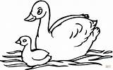 Swan Coloring Baby Pages Swans Color Cartoon Sheet Printable Kids Olds Year Drawing Clipart Animals Paper Birds sketch template