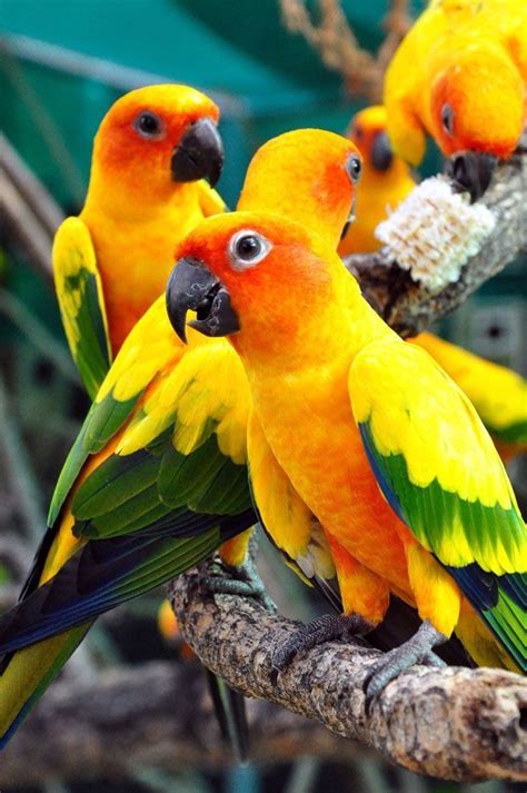 pin  liny  beautiful parrots conure parrots parrot pet birds