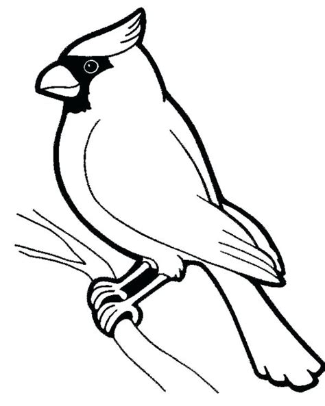 cardinal coloring pages  red cardinals coloring page coloring st