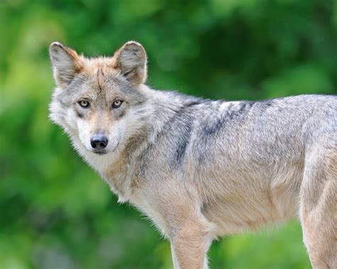 court orders  recovery plan  mexican gray wolf earthcom