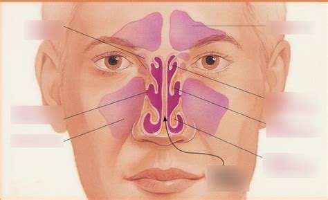 nasal turbinates anatomy diagram quizlet