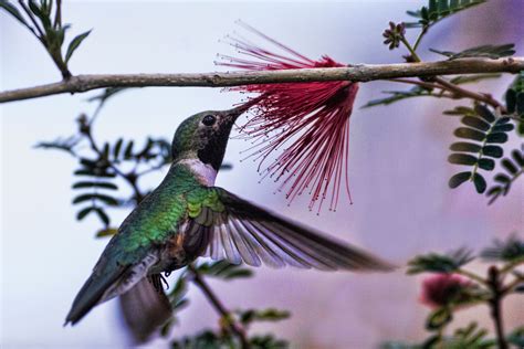 top  trees  attract hummingbirds