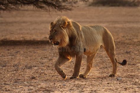 male lion walking  stock image image  safari wild
