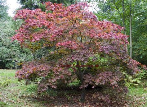 Pictures And Information Japanese Maple Hessei