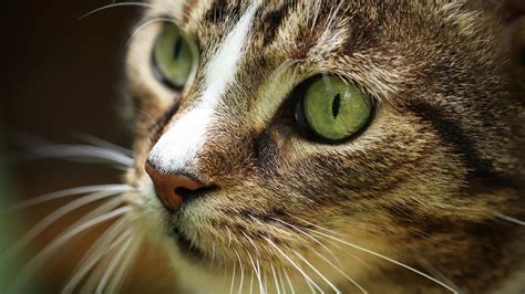 cistitis en gatos causas  sintomas