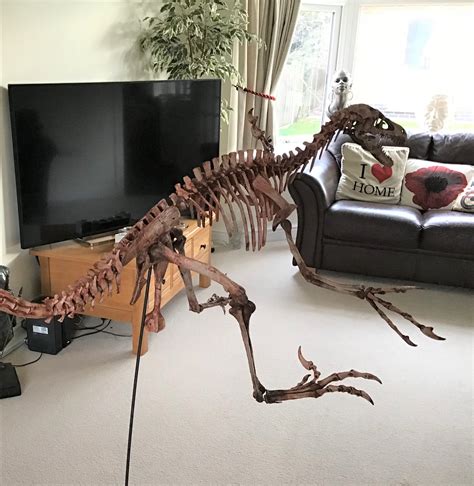 velociraptor dinosaur mounted skeleton fossil replica  ft  long