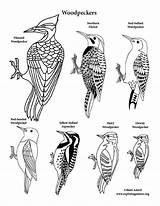 Woodpeckers sketch template