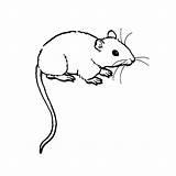 Maus Muizen Rat Ratte Ausdrucken Souris Malvorlagen Mäuse Ratos Gerbil Imprimer Rats Malen Maeuse Leukvoorkids Kleurplaten Colorir Dessins Fabuleux Muisjes sketch template