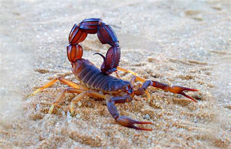 worlds  venomous scorpions   kill