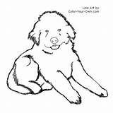 Newfoundland Puppy Fluffy Husky Patterns sketch template