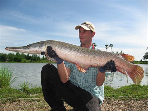 alligator gar atractosteus spatula megafishingthailand