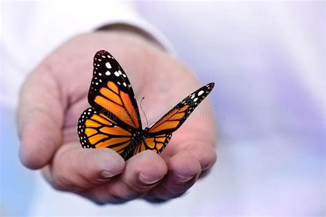 butterfly holding  hand butterfly holding   hand ad