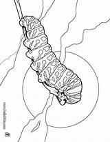 Colorir Larva Raupe Lagarta Desenhos Kleurplaat Rups Lagartas Kleurplaten Hellokids Insetos Insekten Astounding Drucken Farben Caterpillar sketch template