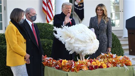 trump pardons turkey      normal   abnormal npr