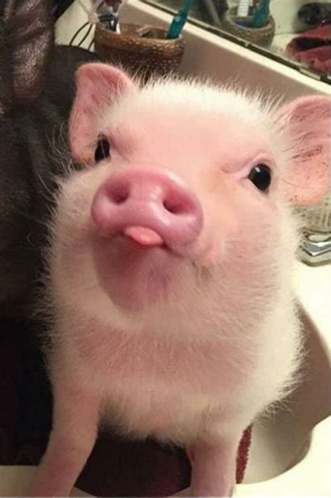 piglet animal cute
