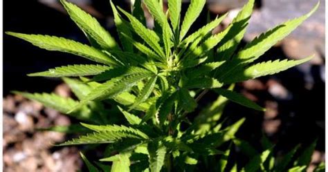 how to tell whether a cannabis plant is male female or a