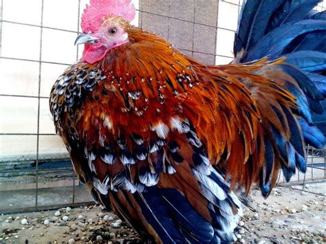 free picture colorful rooster bird