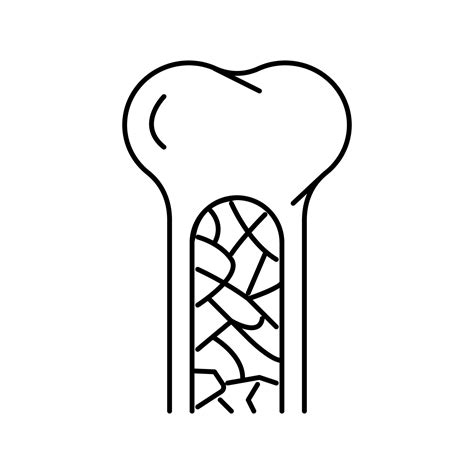 bone marrow  icon vector illustration  vector art  vecteezy