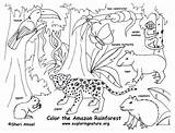 Coloring Rainforest Amazon Animals Pages Forest Animal Choose Board Jungle Habitats sketch template